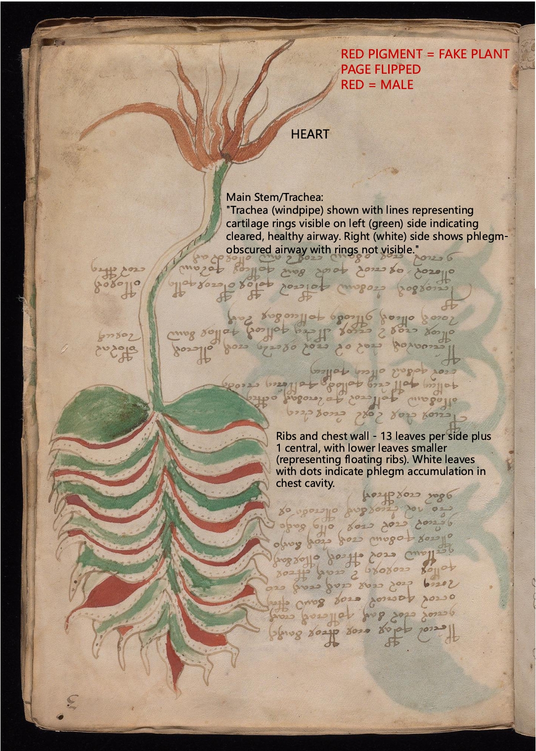 Labelled diagram of Folio 3r